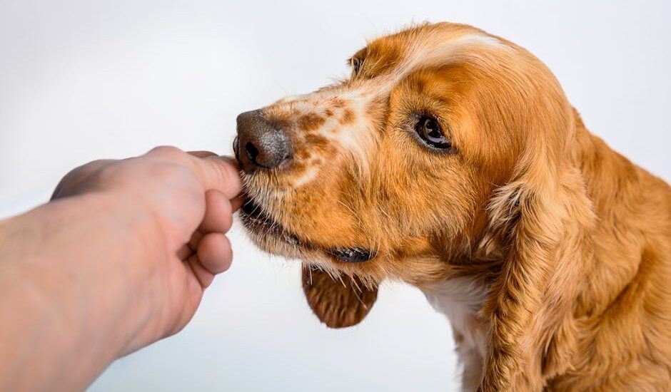 A person giving oral medication to a dog, illustrating how to administer meds safely.