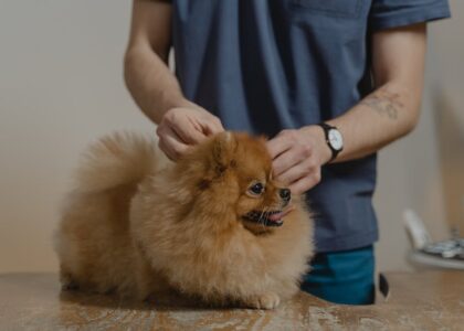 how to apply flea treatment on dogs — Cute Pomeranian dog getting a checkup at the vet clinic.