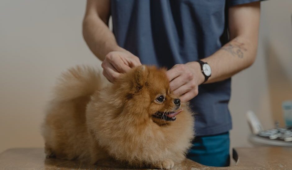 how to apply flea treatment on dogs — Cute Pomeranian dog getting a checkup at the vet clinic.