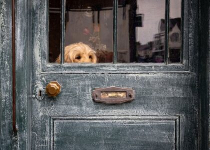A curious dog peeks through a weathered wooden door in a cozy setting, capturing a moment of gentle waiting.