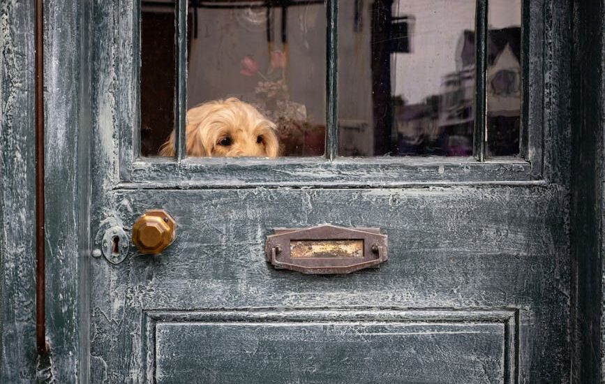 A curious dog peeks through a weathered wooden door in a cozy setting, capturing a moment of gentle waiting.