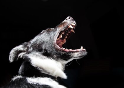 A black and white dog opens its mouth wide, displaying its teeth, illustrating at-home dog tooth brushing tips.