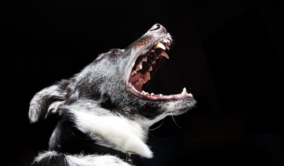 A black and white dog opens its mouth wide, displaying its teeth, illustrating at-home dog tooth brushing tips.
