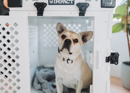 French Bulldog inside Impact dog crate for safe home pet care.