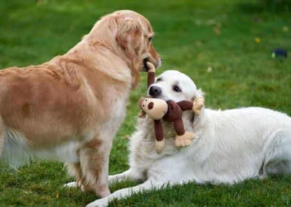 Two golden retrievers interact on grass, one holding a plush toy in its mouth, illustrating drop item training.