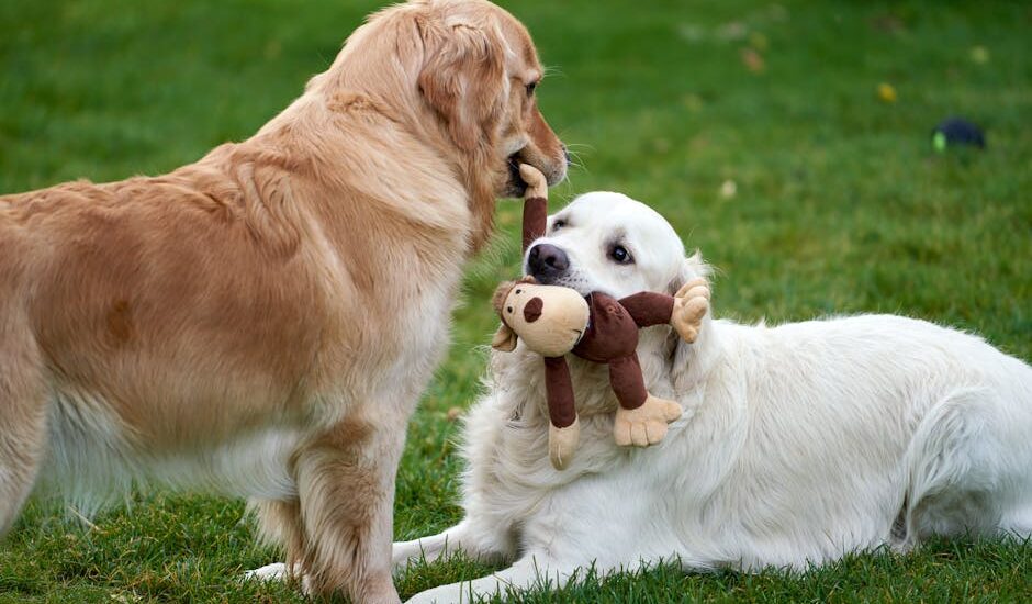 Two golden retrievers interact on grass, one holding a plush toy in its mouth, illustrating drop item training.