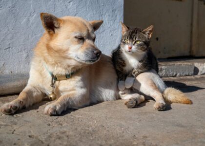 A small tan dog and a tabby cat sit calmly side by side on a sunlit patio, illustrating tips for helping dogs relax around cats.