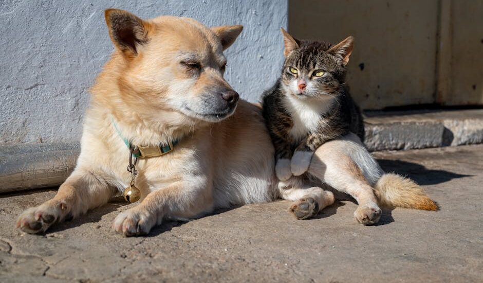 A small tan dog and a tabby cat sit calmly side by side on a sunlit patio, illustrating tips for helping dogs relax around cats.