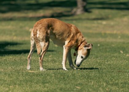 A brown dog with a red collar sniffs the grass in a park, illustrating the challenges of picking up soft dog poop outdoors.