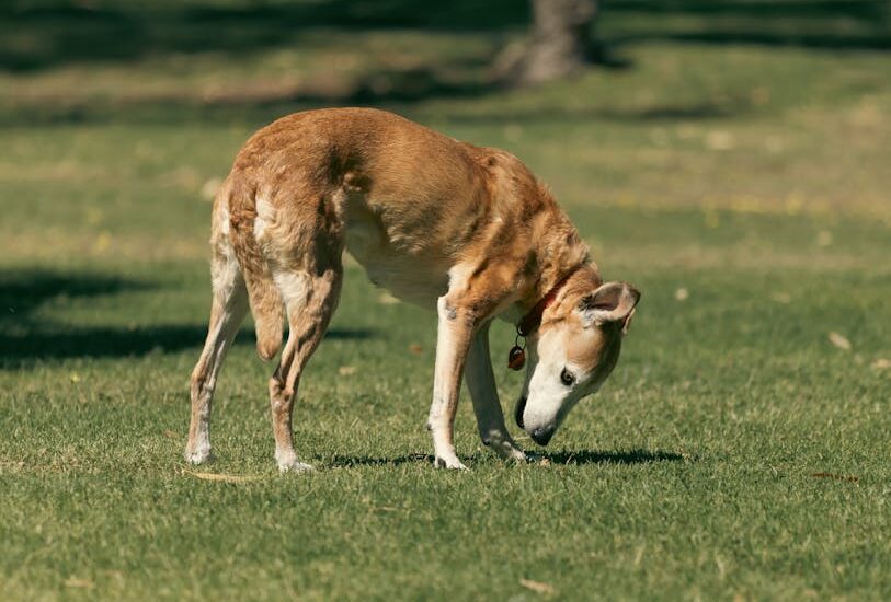 A brown dog with a red collar sniffs the grass in a park, illustrating the challenges of picking up soft dog poop outdoors.