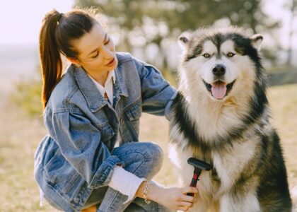Woman brushing a happy Siberian husky outdoors on a sunny day, showcasing pet care and bonding.