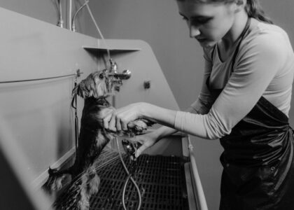 Woman washing a small dog in a grooming salon sink, black and white photo.