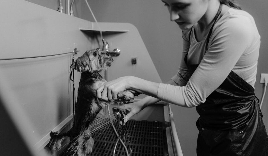 Woman washing a small dog in a grooming salon sink, black and white photo.