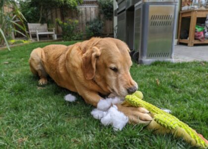 Golden Retriever dog playing with a stuffed toy outdoors in a backyard setting.