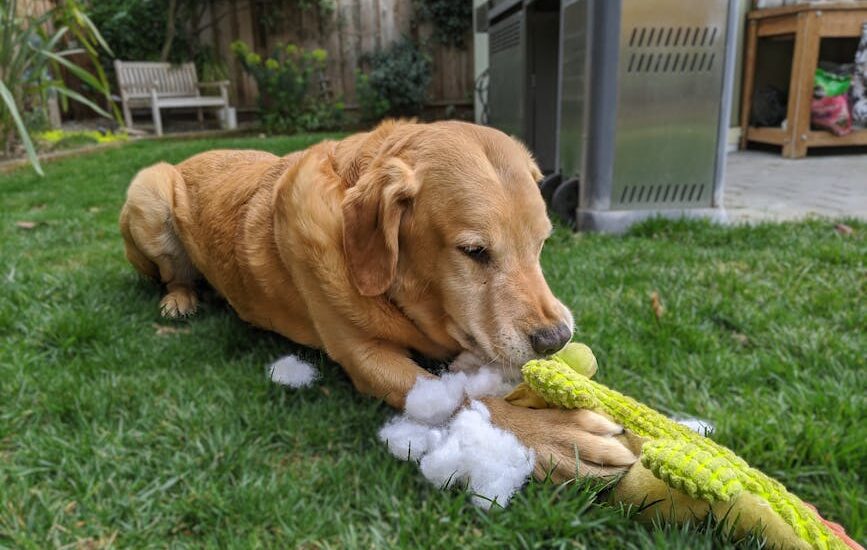 Golden Retriever dog playing with a stuffed toy outdoors in a backyard setting.