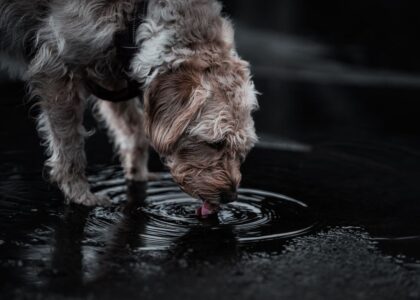 Scruffy dog lapping water from a puddle, illustrating hydration concerns related to diarrhea in dogs.