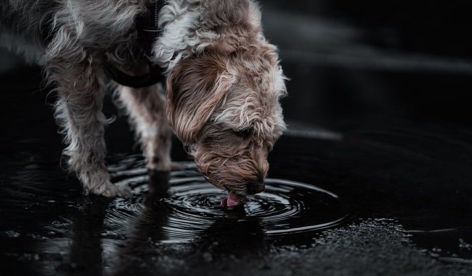 Scruffy dog lapping water from a puddle, illustrating hydration concerns related to diarrhea in dogs.