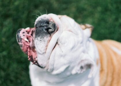 Bulldog with head tilted back and mouth open, illustrating a posture sometimes seen during reverse sneezing episodes in dogs.