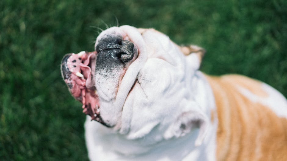 Bulldog with head tilted back and mouth open, illustrating a posture sometimes seen during reverse sneezing episodes in dogs.
