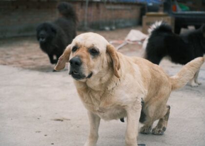 A group of dogs including a Labrador Retriever on an outdoor pavement setting.