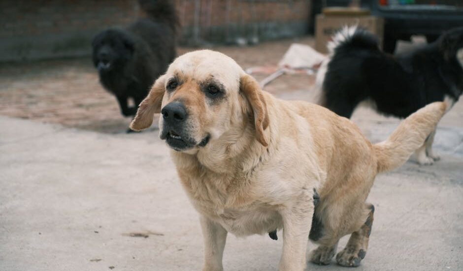 A group of dogs including a Labrador Retriever on an outdoor pavement setting.