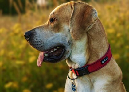 A portrait of a dog with a red collar in a sunny outdoor setting. Ideal for pet lovers.