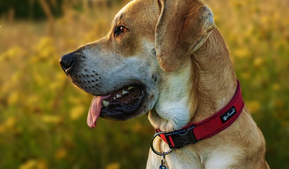 A portrait of a dog with a red collar in a sunny outdoor setting. Ideal for pet lovers.