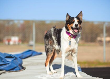 A medium-sized dog with a purple flat collar stands outside, illustrating collar options for the martingale vs flat collar comparison.