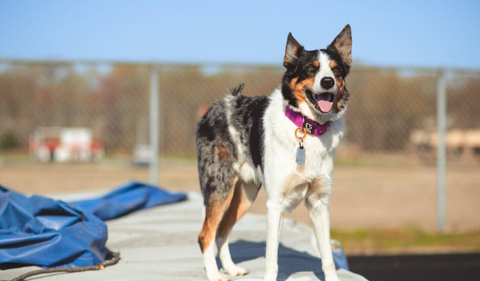 A medium-sized dog with a purple flat collar stands outside, illustrating collar options for the martingale vs flat collar comparison.