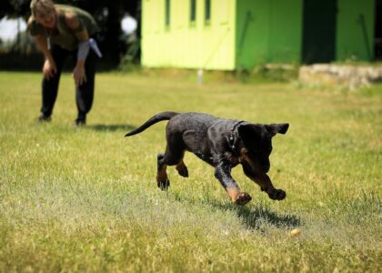 need help with 1 year old and 8 months doggy :( — A young dog joyfully playing fetch on a grassy field with a person nearby.