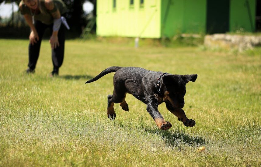 need help with 1 year old and 8 months doggy :( — A young dog joyfully playing fetch on a grassy field with a person nearby.