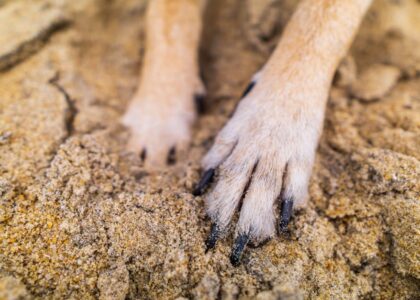 purpose of dew claws in dogs — Detailed close-up of dog paws digging in sandy ground, showcasing texture and fur.