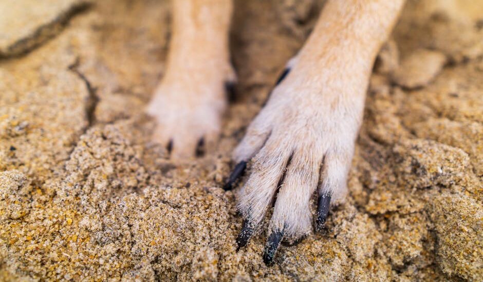 purpose of dew claws in dogs — Detailed close-up of dog paws digging in sandy ground, showcasing texture and fur.