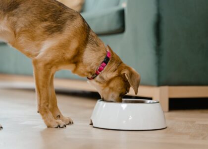 A domestic dog wearing a pink collar eats from a white bowl inside a home.