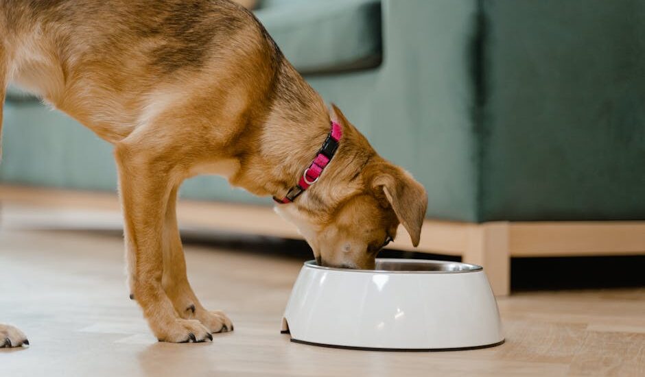 A domestic dog wearing a pink collar eats from a white bowl inside a home.
