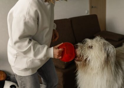 Person holding a red puzzle feeder for a shaggy dog, illustrating slow feeder vs puzzle feeder options for dogs