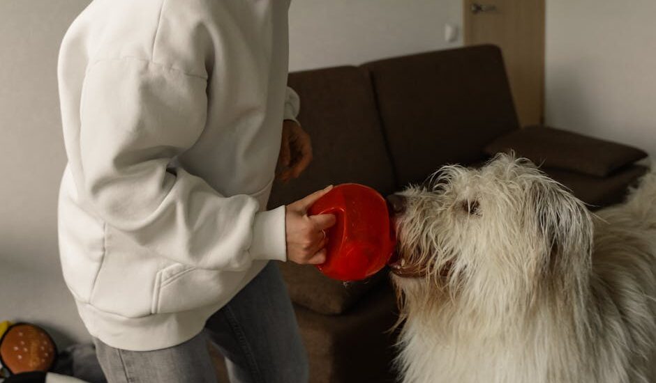 Person holding a red puzzle feeder for a shaggy dog, illustrating slow feeder vs puzzle feeder options for dogs