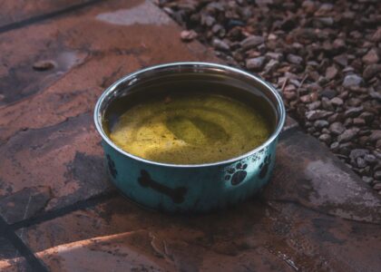 Close-up of a stainless steel dog bowl filled with water on stone pavement, outdoors.