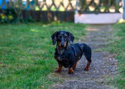 Charming dachshund standing on a garden path, showcasing its playful and attentive demeanor.