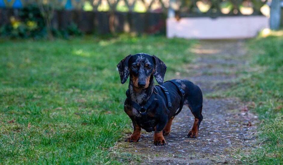 Charming dachshund standing on a garden path, showcasing its playful and attentive demeanor.