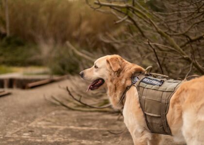 Golden retriever wearing a tactical vest exploring an outdoor area.