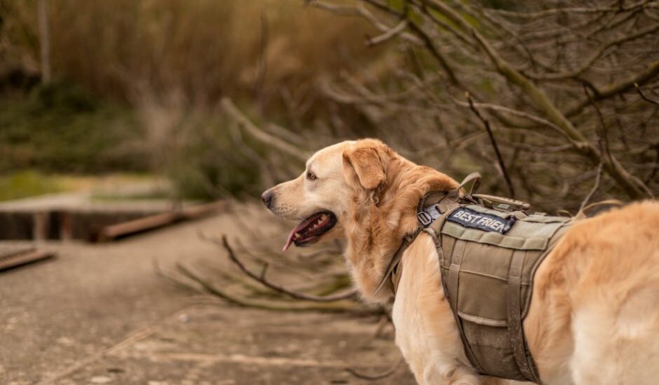 Golden retriever wearing a tactical vest exploring an outdoor area.