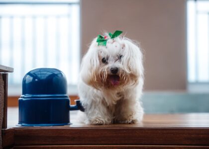 Small white dog with a green bow sits next to a blue automatic dog feeder, illustrating automatic feeder use for pets