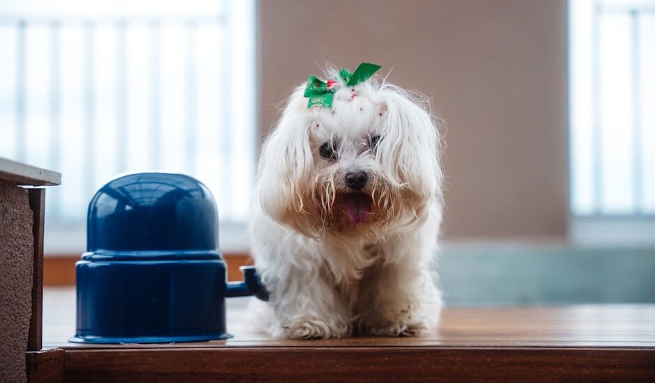 Small white dog with a green bow sits next to a blue automatic dog feeder, illustrating automatic feeder use for pets
