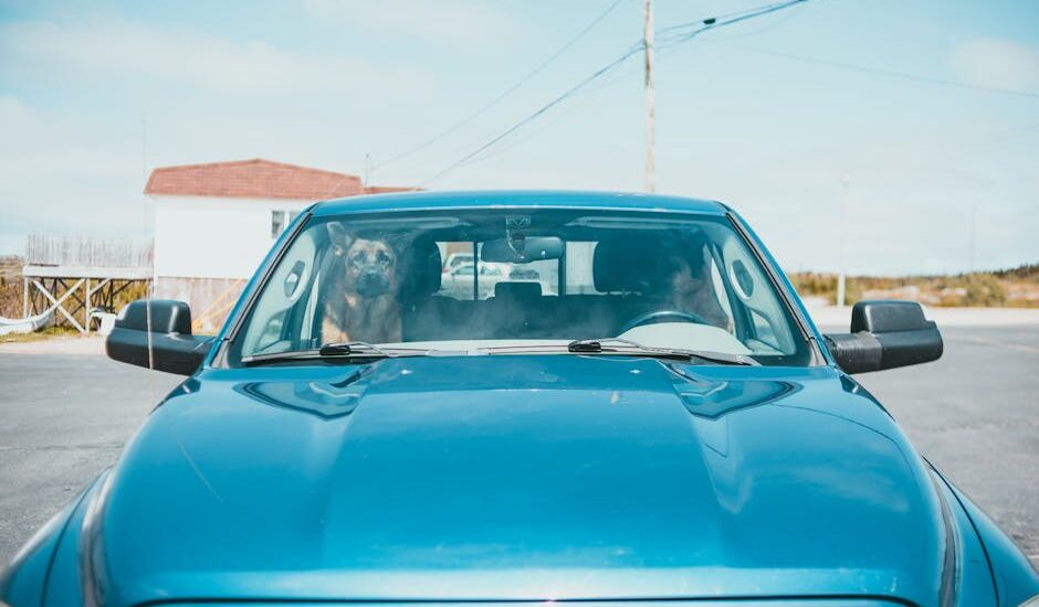 Dog sitting in the front passenger seat of a blue car, illustrating dog car booster seat use for travel safety.