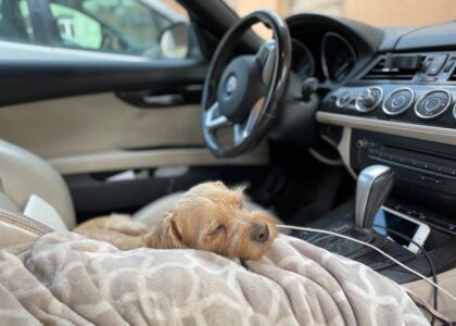 Small tan dog lying comfortably on a patterned car seat cover, illustrating dog car seat cover comfort and durability