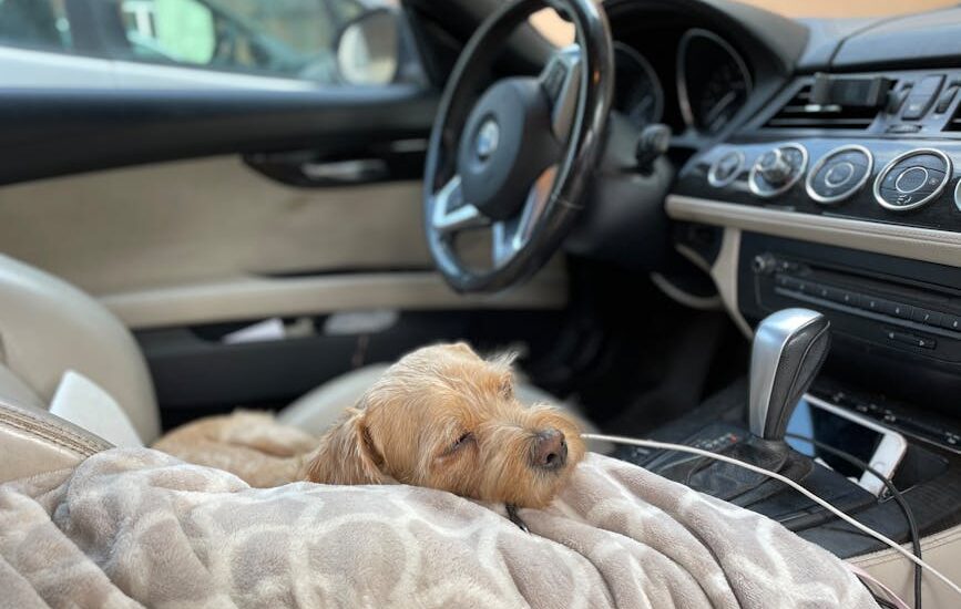 Small tan dog lying comfortably on a patterned car seat cover, illustrating dog car seat cover comfort and durability
