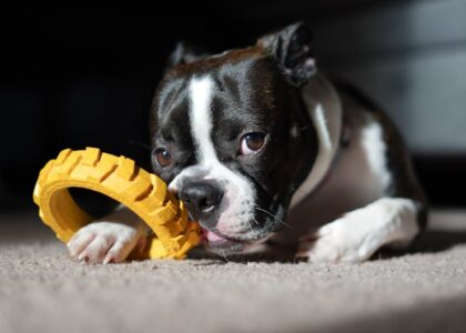A Boston Terrier chews on a rugged yellow rubber ring toy, illustrating the best indestructible dog toys for tough chewers.