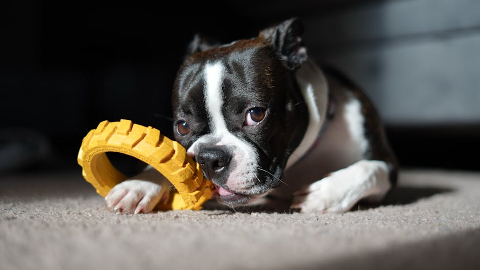 A Boston Terrier chews on a rugged yellow rubber ring toy, illustrating the best indestructible dog toys for tough chewers.