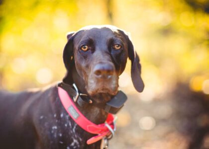 Black pointer dog wearing a pink smart collar with GPS device, illustrating connected pet tech for best smart dog collars article